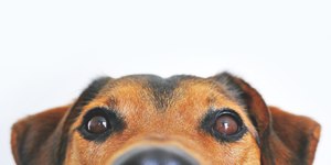 RG Animal: como vai funcionar o novo programa para cães e gatos