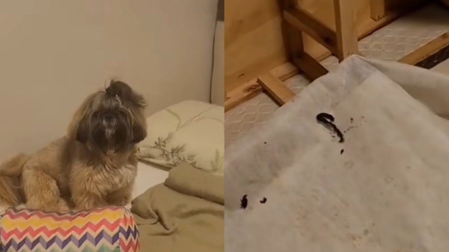 Artimanha do pet se tornou alvo de comentários Artimanha do pet se tornou alvo de comentários