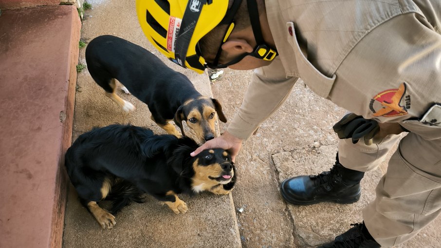 Em Goiás, bombeiros resgatam cachorro preso em cano Em Goiás, bombeiros resgatam cachorro preso em cano