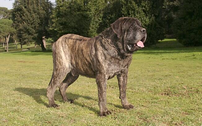 Apesar de robustas e altas, os cães gigantes costumam ser tranquilos, amigáveis e leais