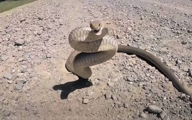 Cobra marro é uma das mais venenosas do mundo