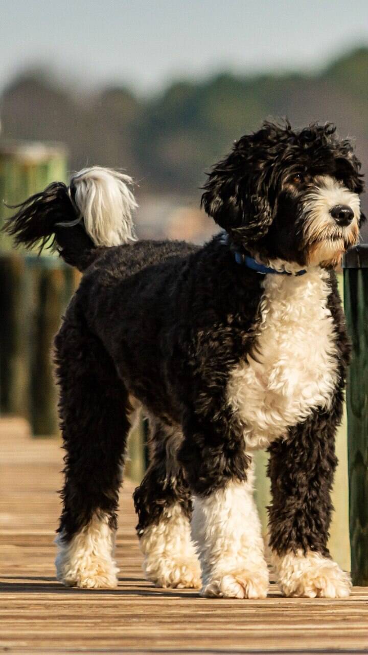 As 13 raças mais peludas de cachorros