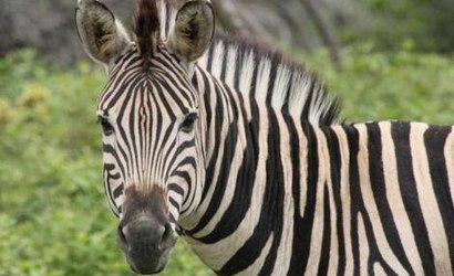 Por que as zebras não foram domesticadas?