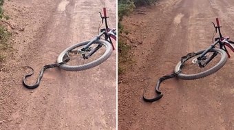 V%C3%8DDEO%3A%20cobra%20sobe%20em%20bicicleta%20e%20apavora%20ciclista