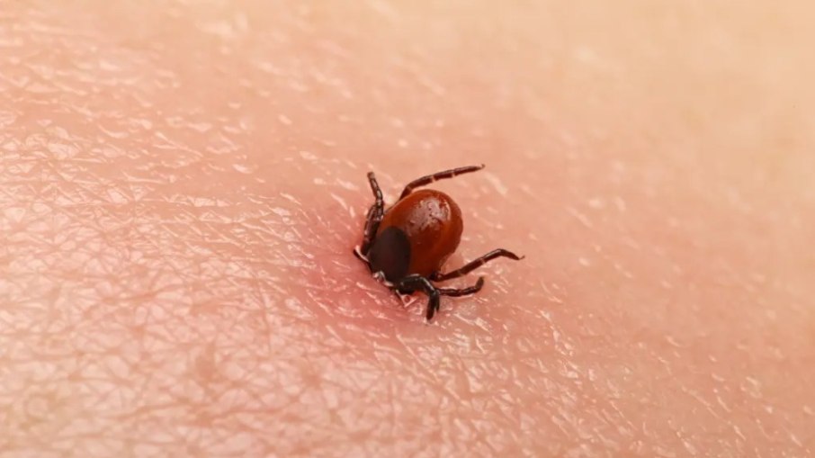 Bactéria potencialmente mortal é encontrada pela primeira vez em carrapato invasor nos EUA Bactéria potencialmente mortal é encontrada pela primeira vez em carrapato invasor nos EUA