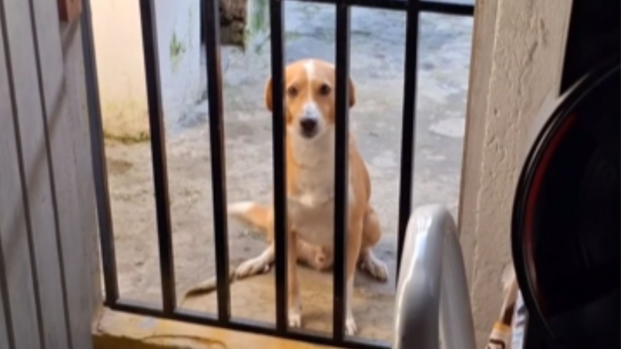 Cachorro se esconde para fugir do banho, mas dono cria estratégia para capturá-lo Cachorro se esconde para fugir do banho, mas dono cria estratégia para capturá-lo