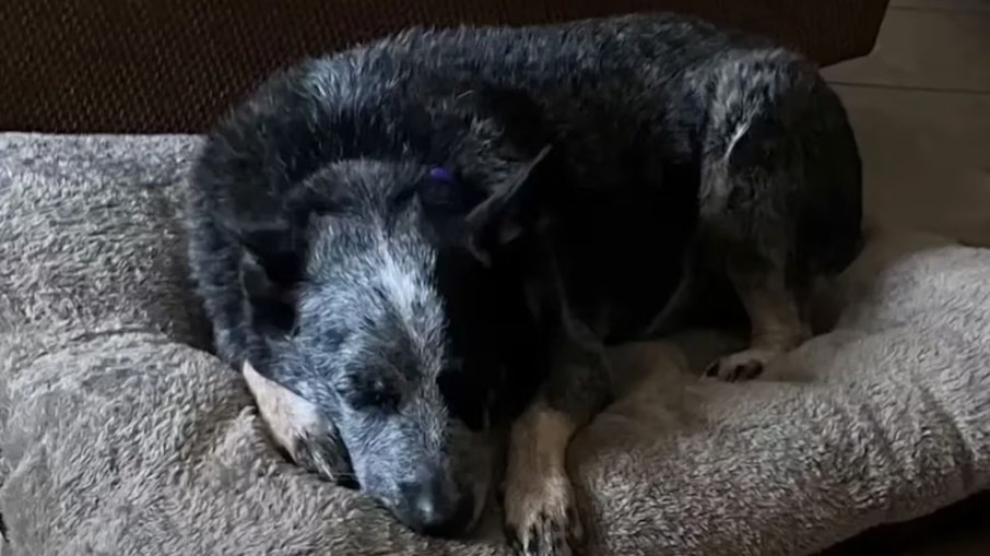 Cão sobrevive a enchente dentro de máquina de lavar no Texas Cão sobrevive a enchente dentro de máquina de lavar no Texas