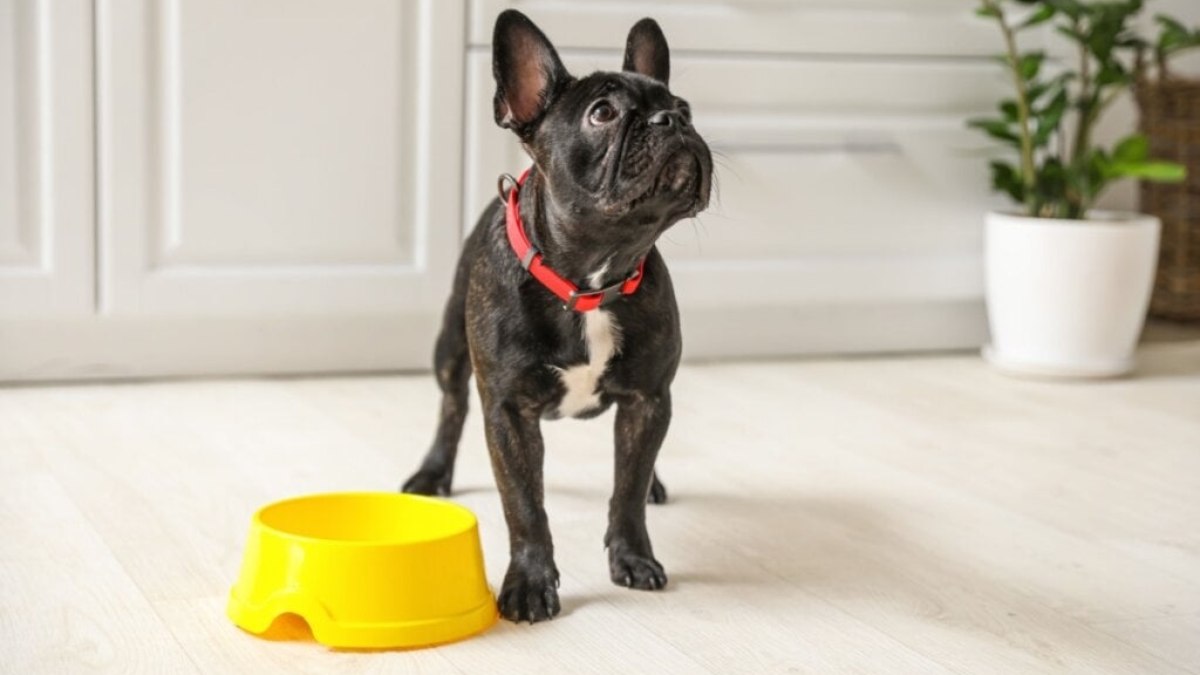 Popular Pet é uma das principais lojas de produtos e serviços para animais de estimaçãodo Vale do Paraíba