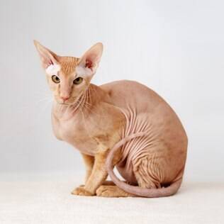 Peterbald