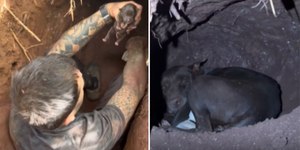 Cadela grávida desaparece e é encontrada em túnel com filhotes