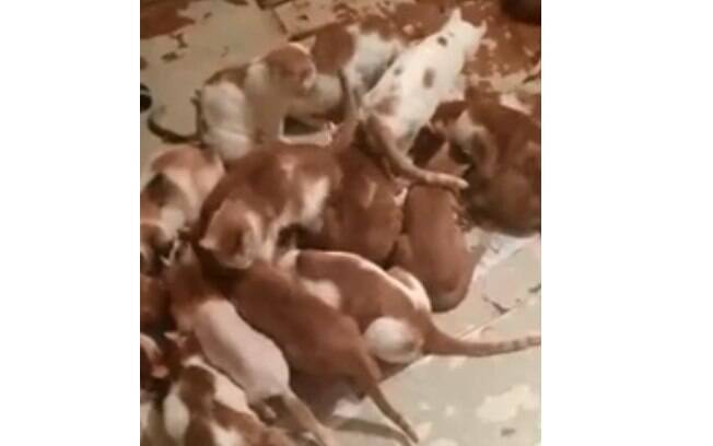 A mulher possui 130 gatos após resgatar uma gata grávida há 4 anos
