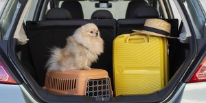 Viajar com pet exige cuidados diferentes em avião, carro e ônibus