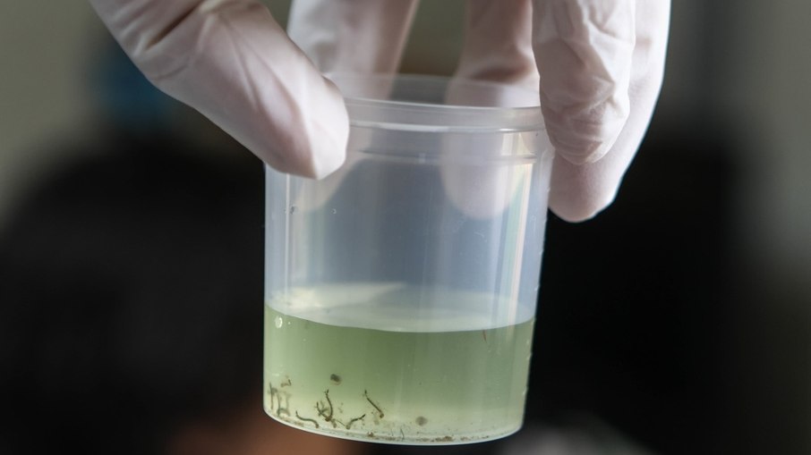 Larva do mosquito Aedes Aegypti.