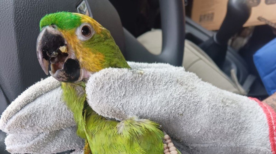 Maritacas tiveram penas pintadas para serem vendidas como papagaios em feira de Duque de Caxias.