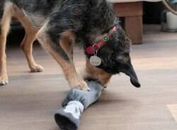 Que tal fazer um brinquedo para o seu cão? A Estopinha te ensina!