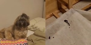 Mistério fedorento: shih tzu faz cocô em lugar improvável