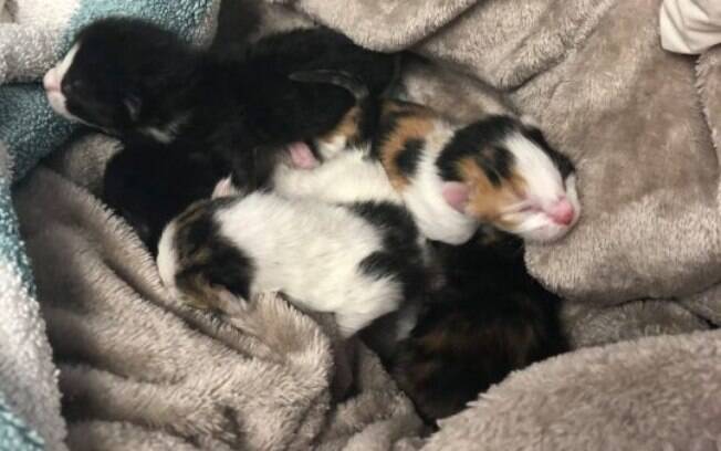Filhotes de gato resgatados de dentro de parede