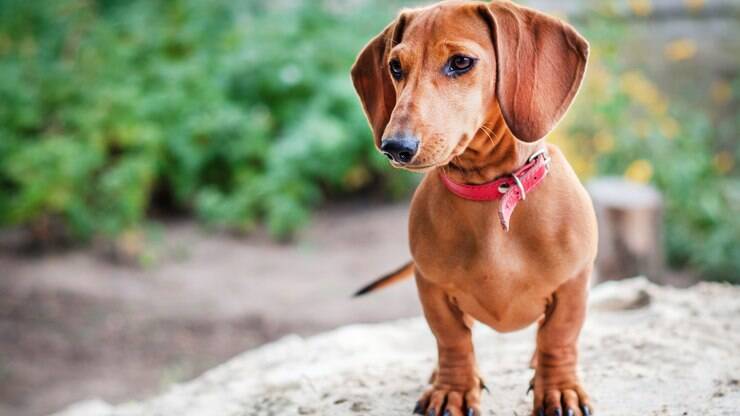 Guia das raças: Dachshund, o famoso cachorro salsicha