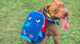 Pitbull barrado em evento para pets ganha dia de diversão