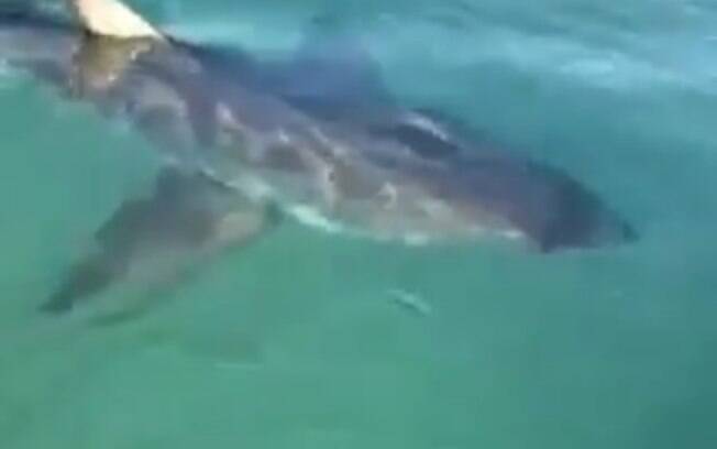 Vídeo mostra embate entre pescador e três tubarões.