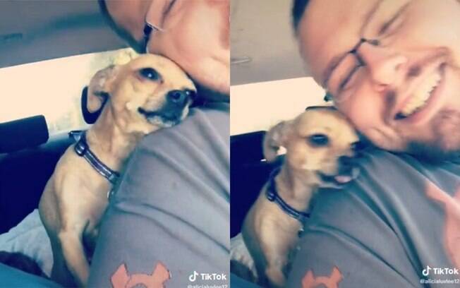 Chihuahua super amoroso pede carinho para os donos