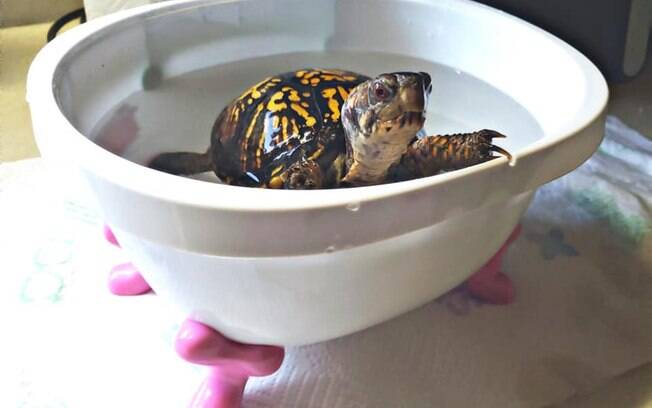 Tartaruga na banheira