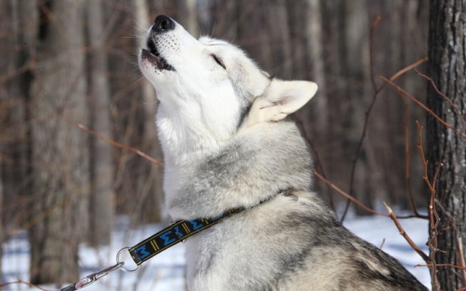 4 características do cachorro da raça husky siberiano