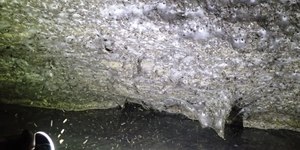Maior teia do mundo: caverna abriga mais de 111 mil aranhas
