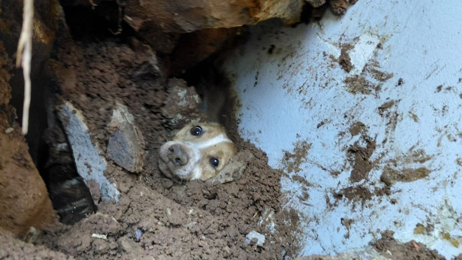 Cão é encontrado vivo após 20 horas sob muro desabado Cão é encontrado vivo após 20 horas sob muro desabado