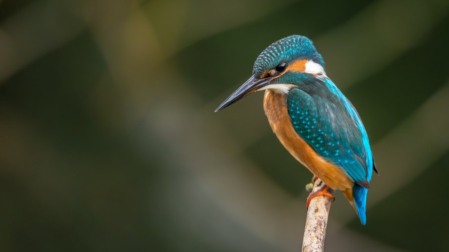 As aves ficam quietas, arrepiadas e tremem quando estão doentes