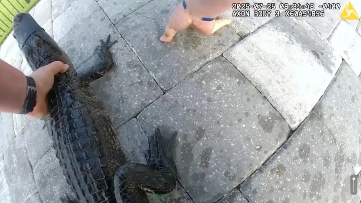 Vídeo flagra policial 'prendendo' jacaré em cinto de segurança