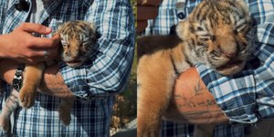 Filhote de tigre viraliza ao surgir fazendo "manha" para dormir