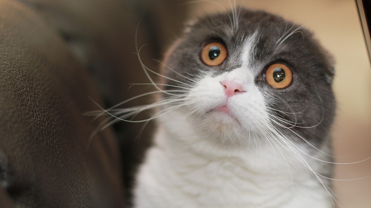 A raça surgiu nos anos 1960, na Escócia, e é famosa em todo o mundo