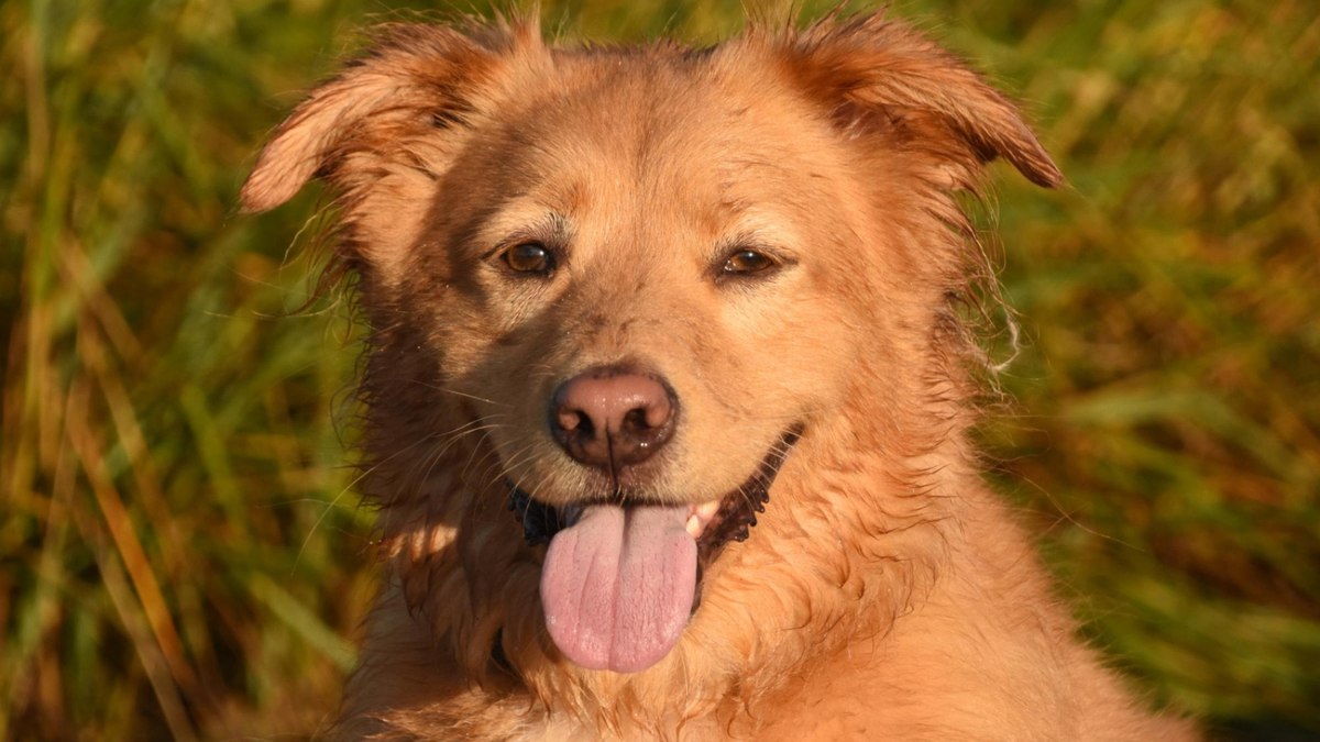 SRDs dominam lares brasileiros; veja cuidados essenciais