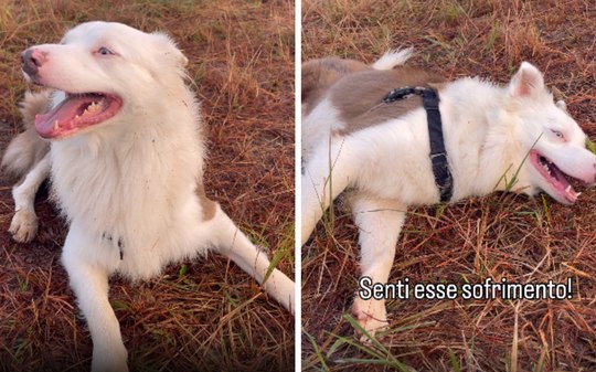 Border Collie se finge de morto em estilo faroeste