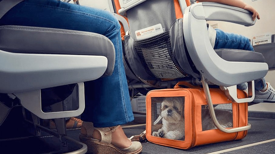 Animais dentro da cabine do avião