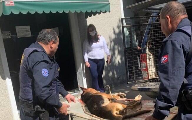 Homem é preso após confessar ter matado cão a pauladas em Amparo