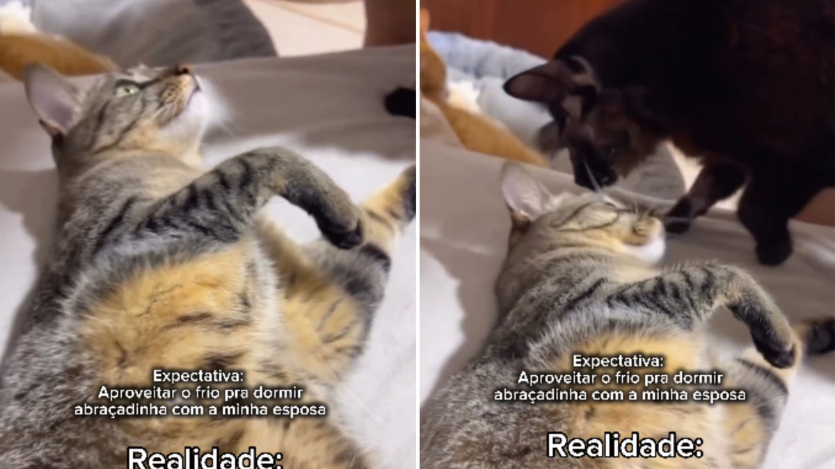 Gatos invadem cama e acabam com planos românticos de casal
