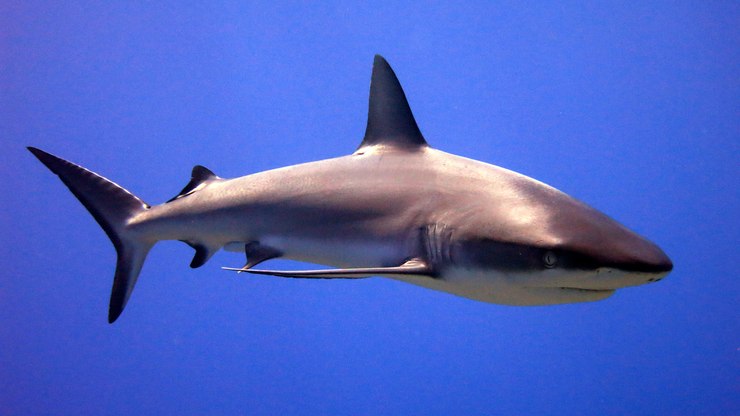 Vídeo: influencer é atacado por tubarão durante pesca submarina