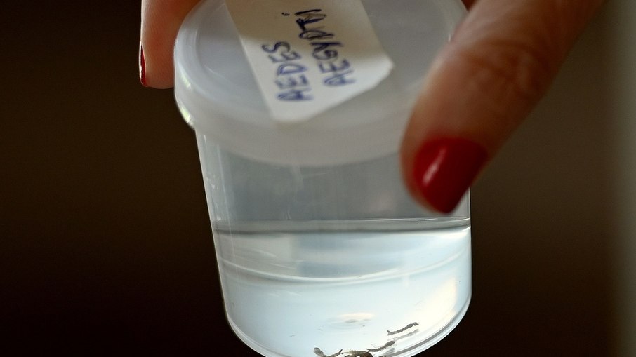 Larvas do mosquito Aedes aegypti Larvas do mosquito Aedes aegypti