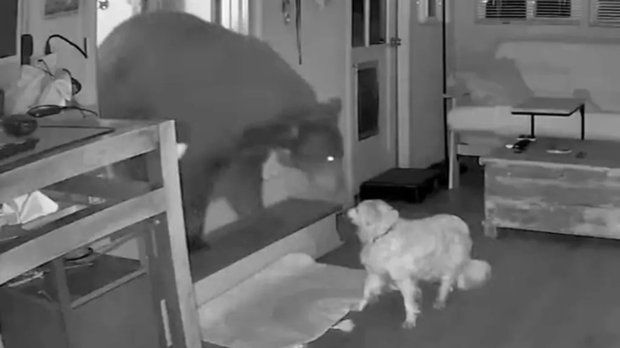 Urso e cachorro se encararam durante encontro inesperado Urso e cachorro se encararam durante encontro inesperado