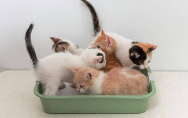 Para quem tem gatos em casa, a caixa de areia é um item indispensável