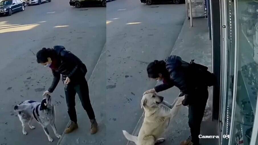 Vídeo mostra flagrante de momento de carinhos com os cães