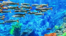 Shows e blocos de pré-Carnaval 2026 em SP; confira