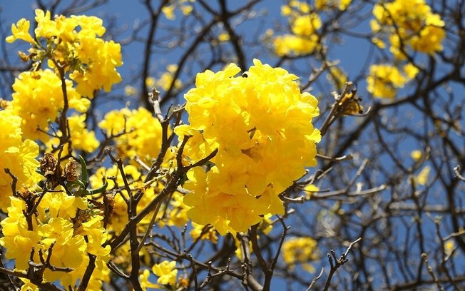 Floração simultânea de ipês embeleza as ruas do Distrito Federal