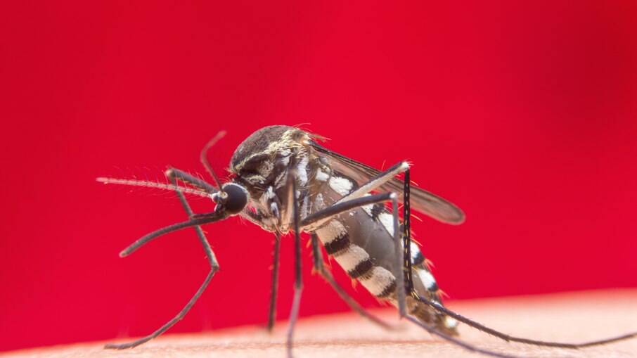 Aedes aegypti,, mosquito transmissor da dengue, Zika e Chikungunya