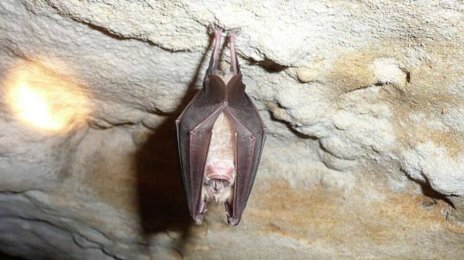 Morcegos frugívoros, porcos e o contato humano são as formas de transmissão já conhecidas do vírus Nipah