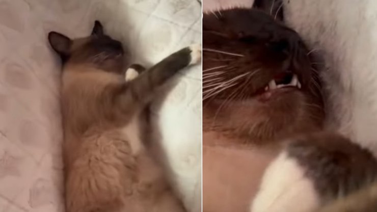 Gato%20some%20por%20horas%20e%20%C3%A9%20encontrado%20dormindo%20em%20ber%C3%A7o