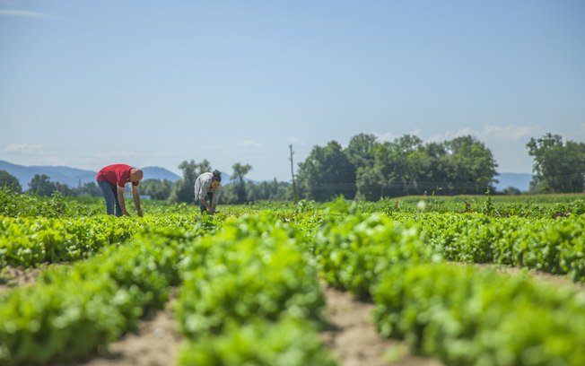 Excedentes da agricultura viram renda com apoio industrial