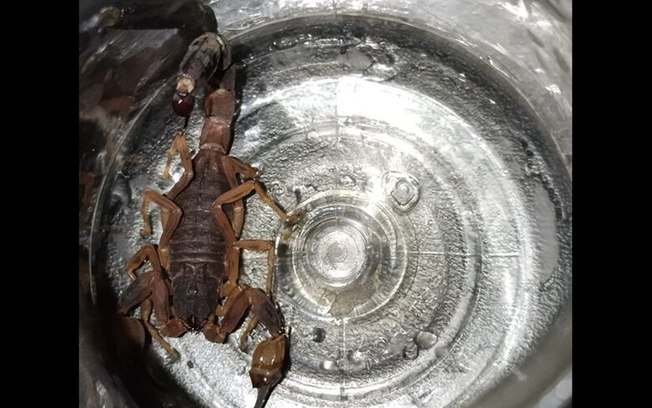 Morador encontra escorpião em casa no Planalto Paraíso